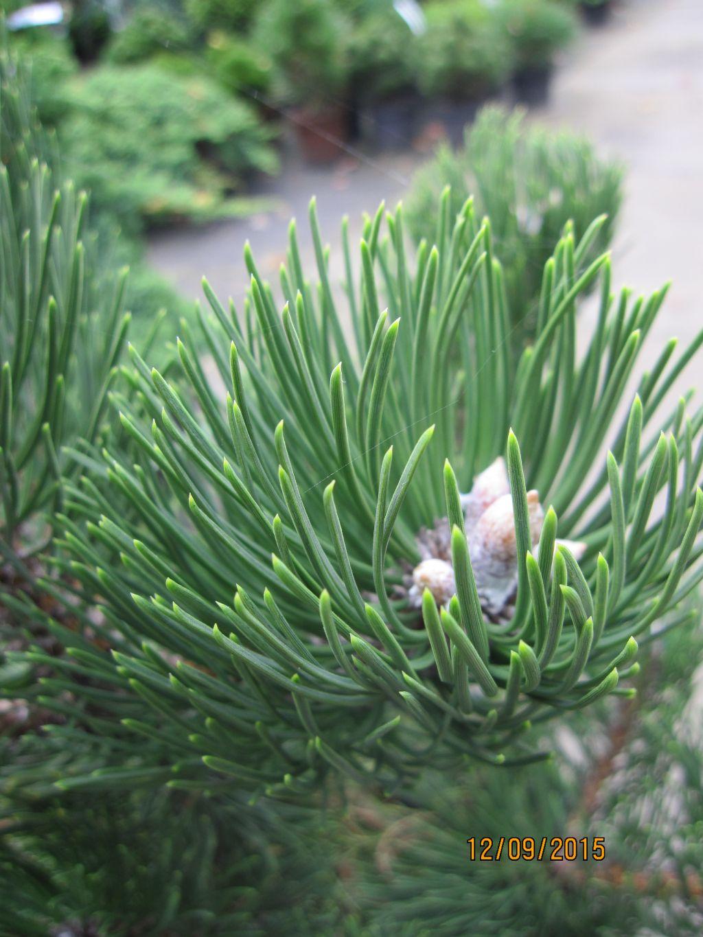 Pinus Nigra Oregon Green - View 20 from www redcrocus com