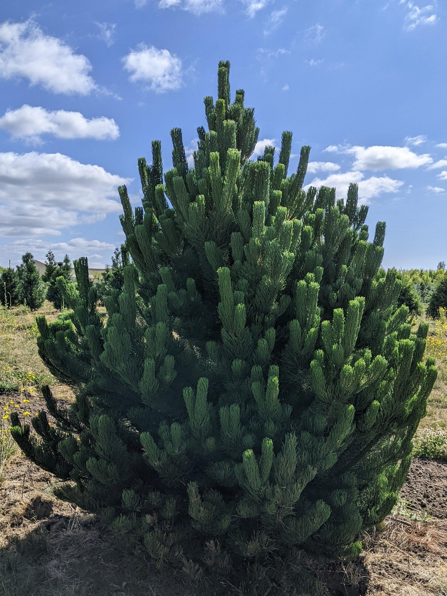 Pinus Nigra Oregon Green - View 5 from www redcrocus com