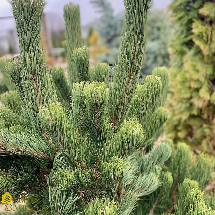 Pinus Nigra Oregon Green - View 6 from www redcrocus com