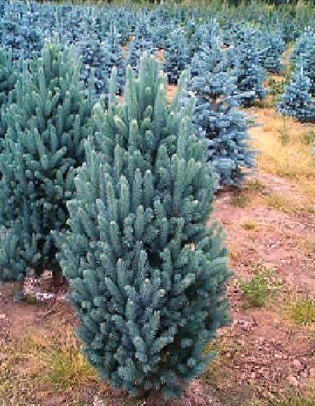 Picea Pungens Iseli Fastigiata - View 12 from www redcrocus com