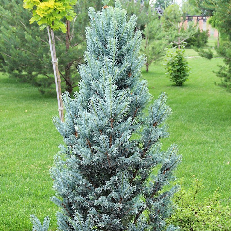 Picea Pungens Iseli Fastigiata - View 14 from www redcrocus com