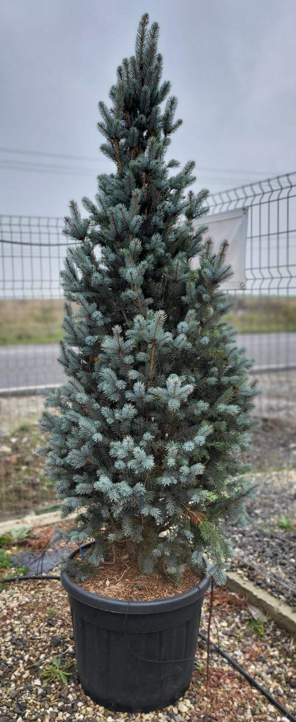 Picea Pungens Iseli Fastigiata - View 15 from www redcrocus com