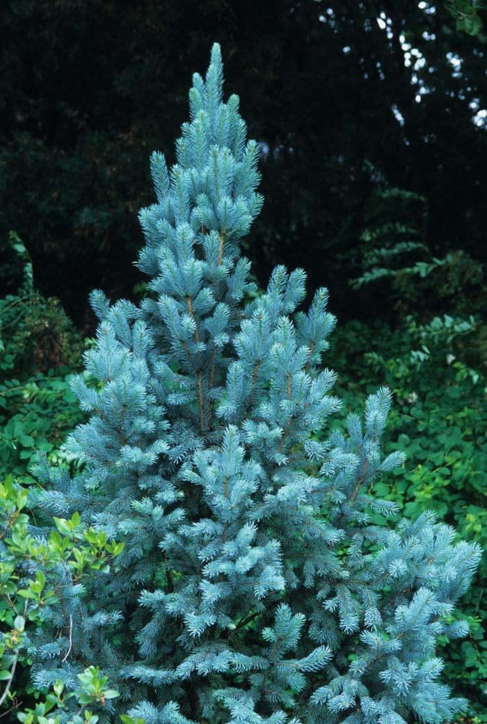 Picea Pungens Iseli Fastigiata - View 17 from www redcrocus com