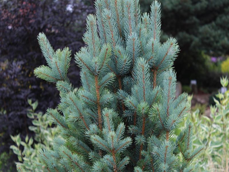 Picea Pungens Iseli Fastigiata - View 4 from www redcrocus com