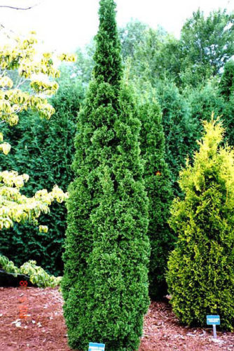 Thuja Occidentalis Degroot S Spire - View 11 from www redcrocus com