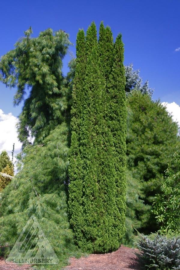 Thuja Occidentalis Degroot S Spire - View 7 from www redcrocus com