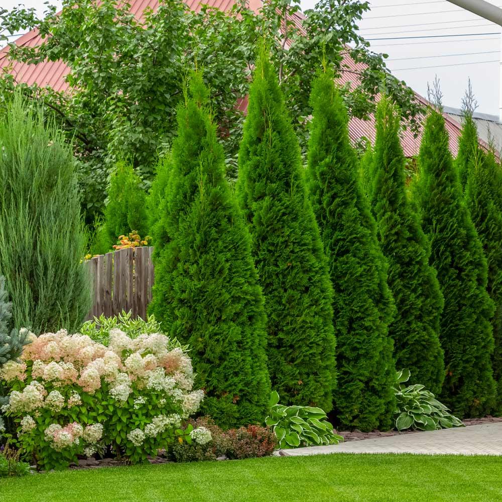 Thuja Occidentalis 'emerald Green' - View 20 from www redcrocus com
