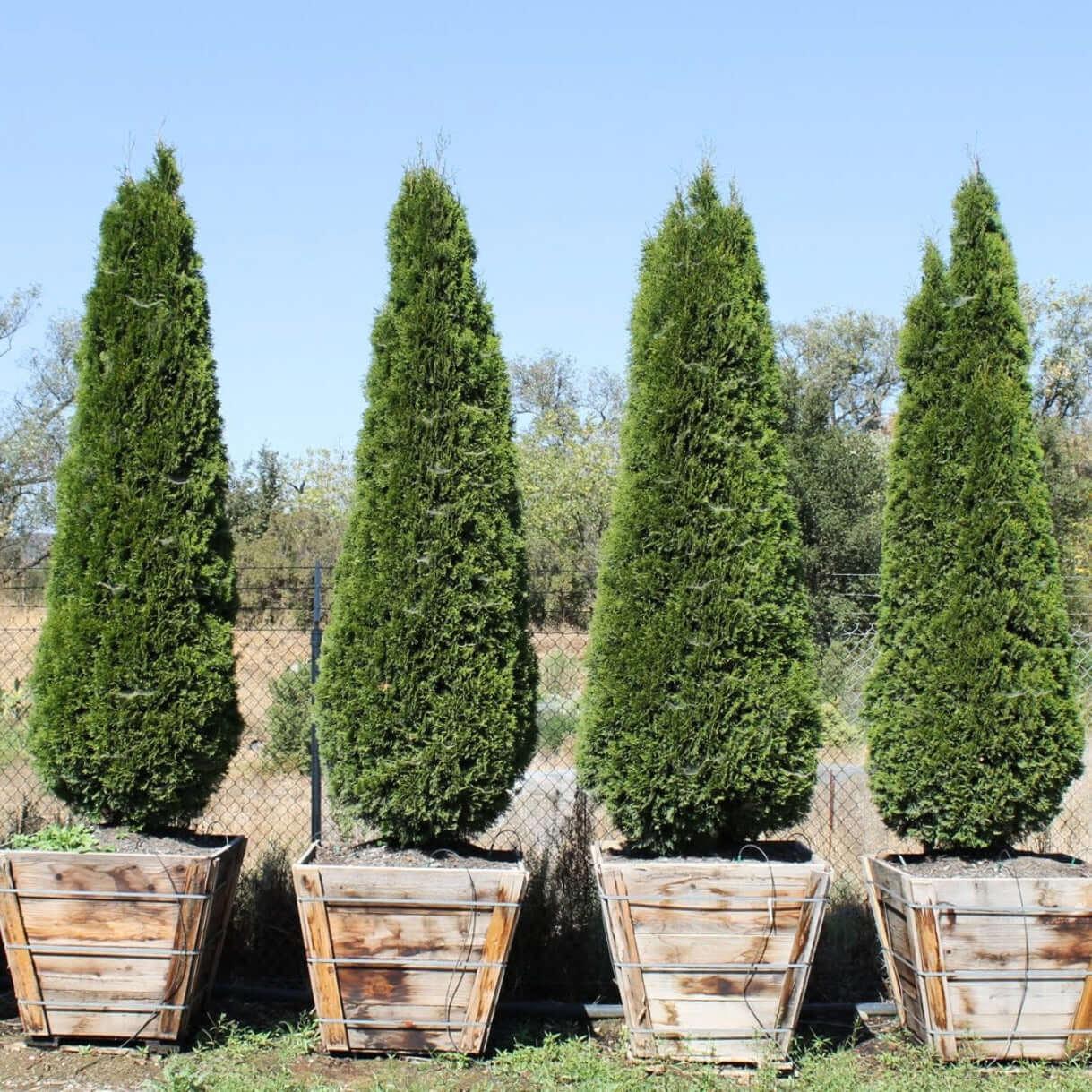 Thuja Occidentalis 'emerald Green' - View 21 from www redcrocus com