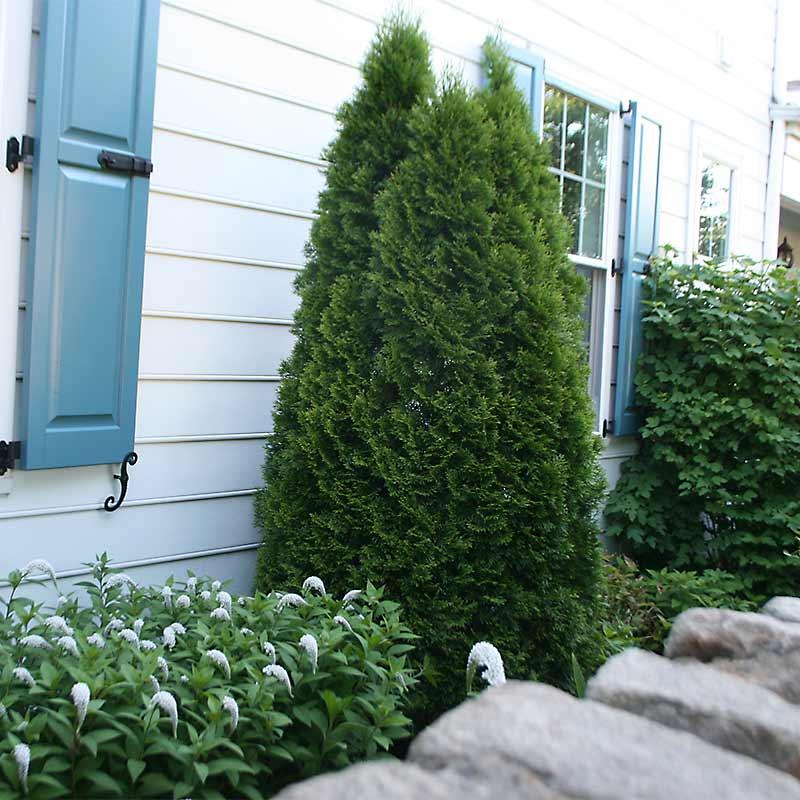 Thuja Occidentalis 'emerald Green' - View 22 from www redcrocus com