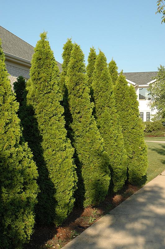 Thuja Occidentalis 'emerald Green' - View 23 from www redcrocus com