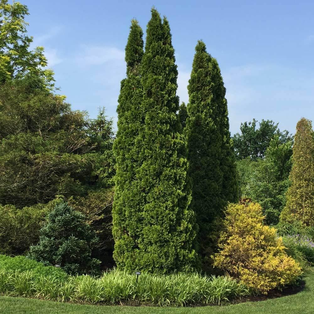 Thuja Occidentalis 'emerald Green' - View 25 from www redcrocus com