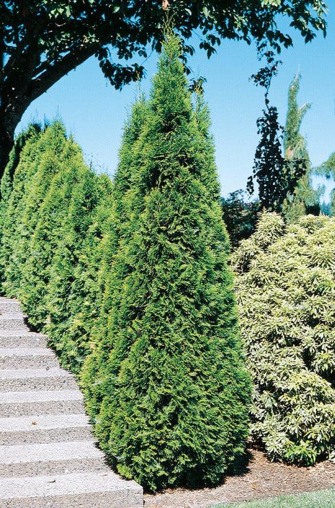 Thuja Occidentalis 'emerald Green' - View 28 from www redcrocus com