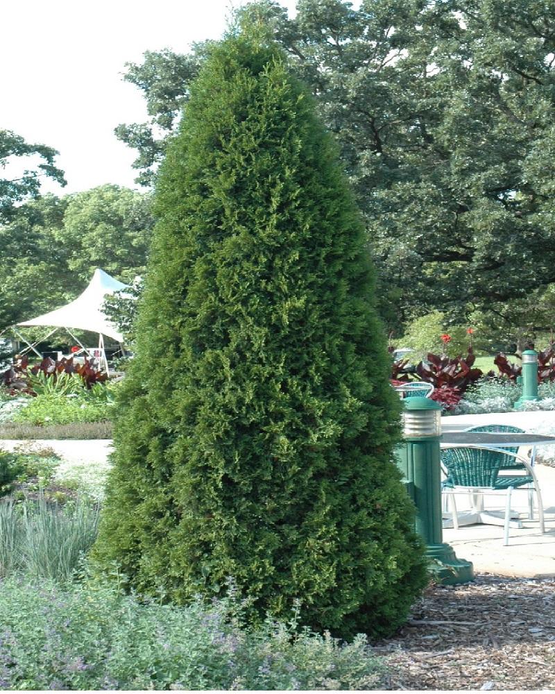 Thuja Occidentalis 'emerald Green' - View 32 from www redcrocus com