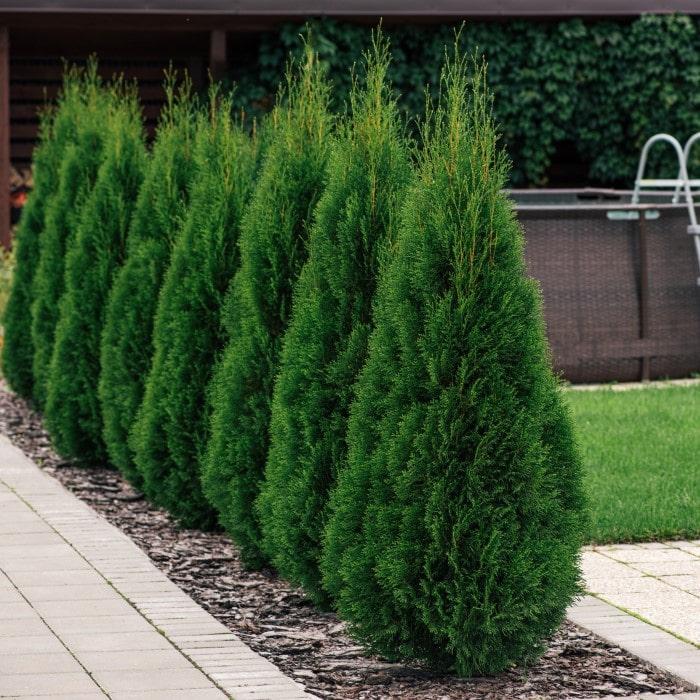 Thuja Occidentalis 'emerald Green' - View 34 from www redcrocus com