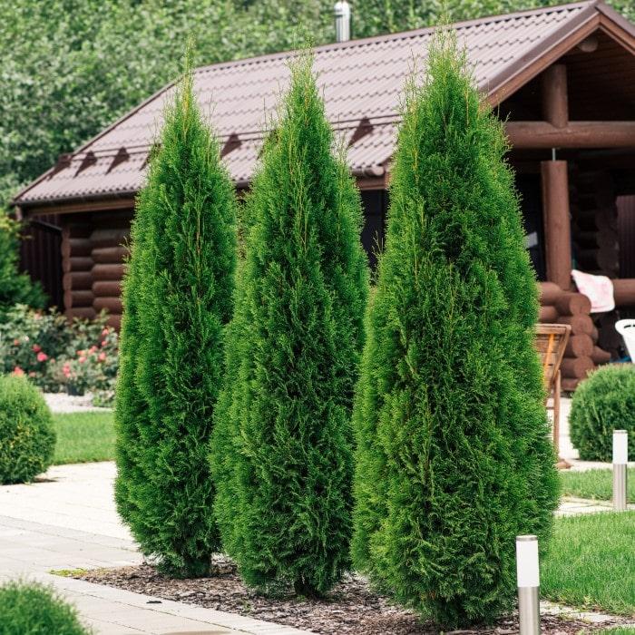Thuja Occidentalis 'emerald Green' - View 35 from www redcrocus com