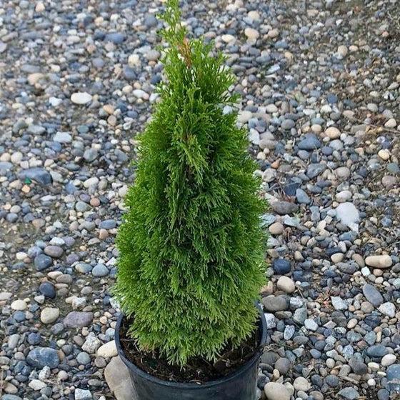 Thuja Occidentalis 'emerald Green' - View 37 from www redcrocus com