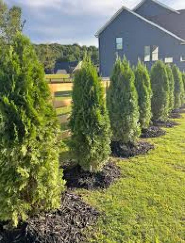 Thuja Occidentalis 'emerald Green' - View 38 from www redcrocus com