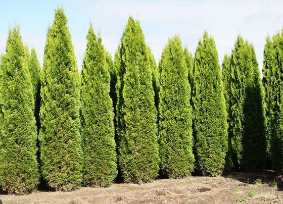 Thuja Occidentalis 'emerald Green' - View 7 from www redcrocus com