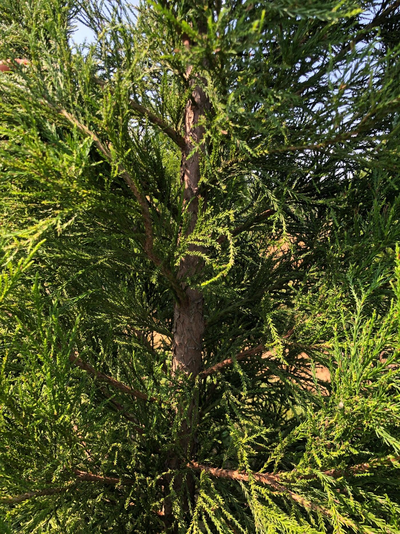 Cryptomeria Japonica Yoshino - View 16 from www redcrocus com