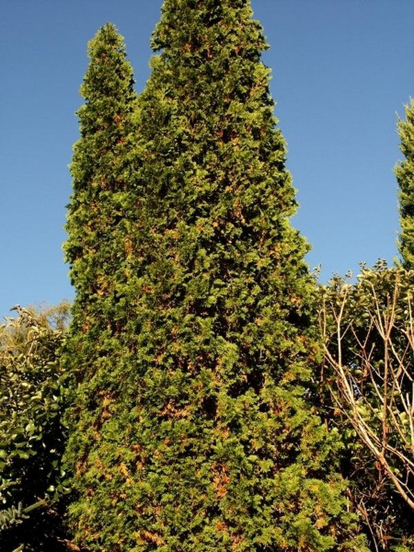 Thuja Occidentalis Degroot S Spire - View 18 from www redcrocus com