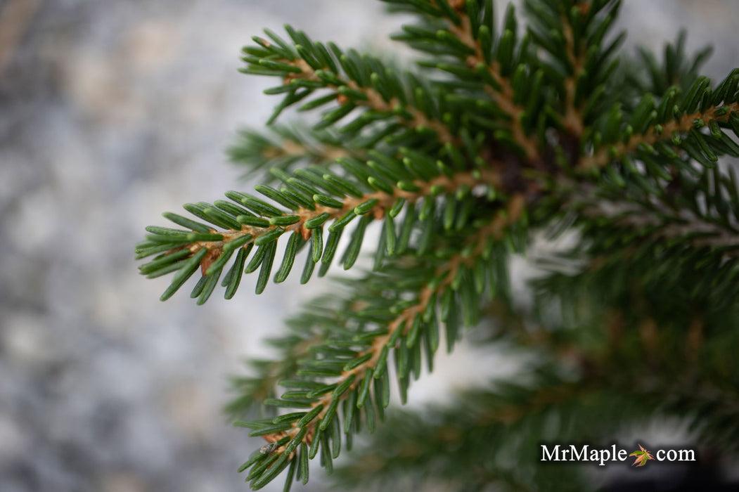 Picea Orientalis Gowdy - View 11 from www redcrocus com