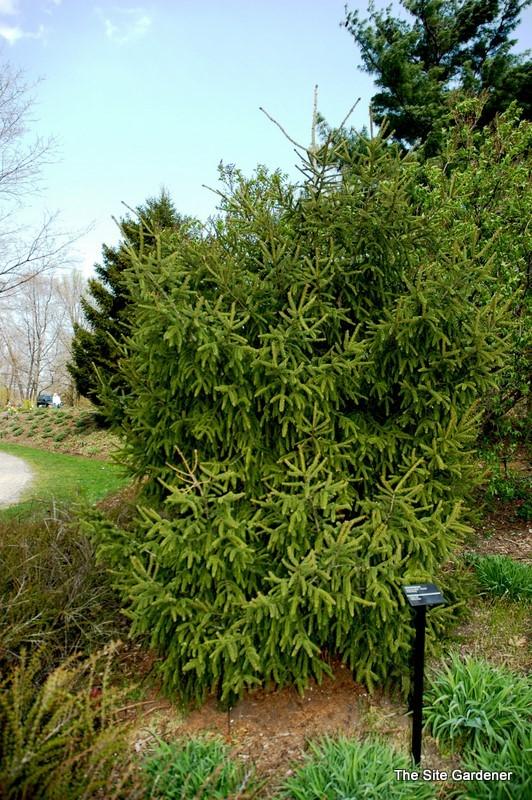 Picea Orientalis Gowdy - View 15 from www redcrocus com