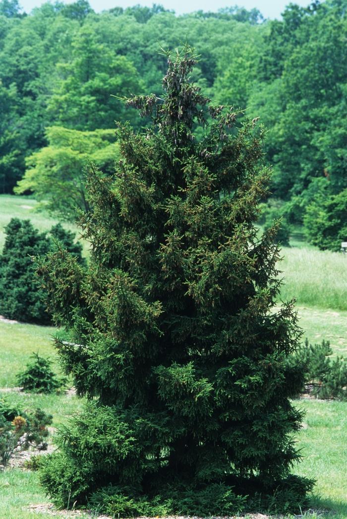 Picea Orientalis Gowdy - View 1 from www redcrocus com