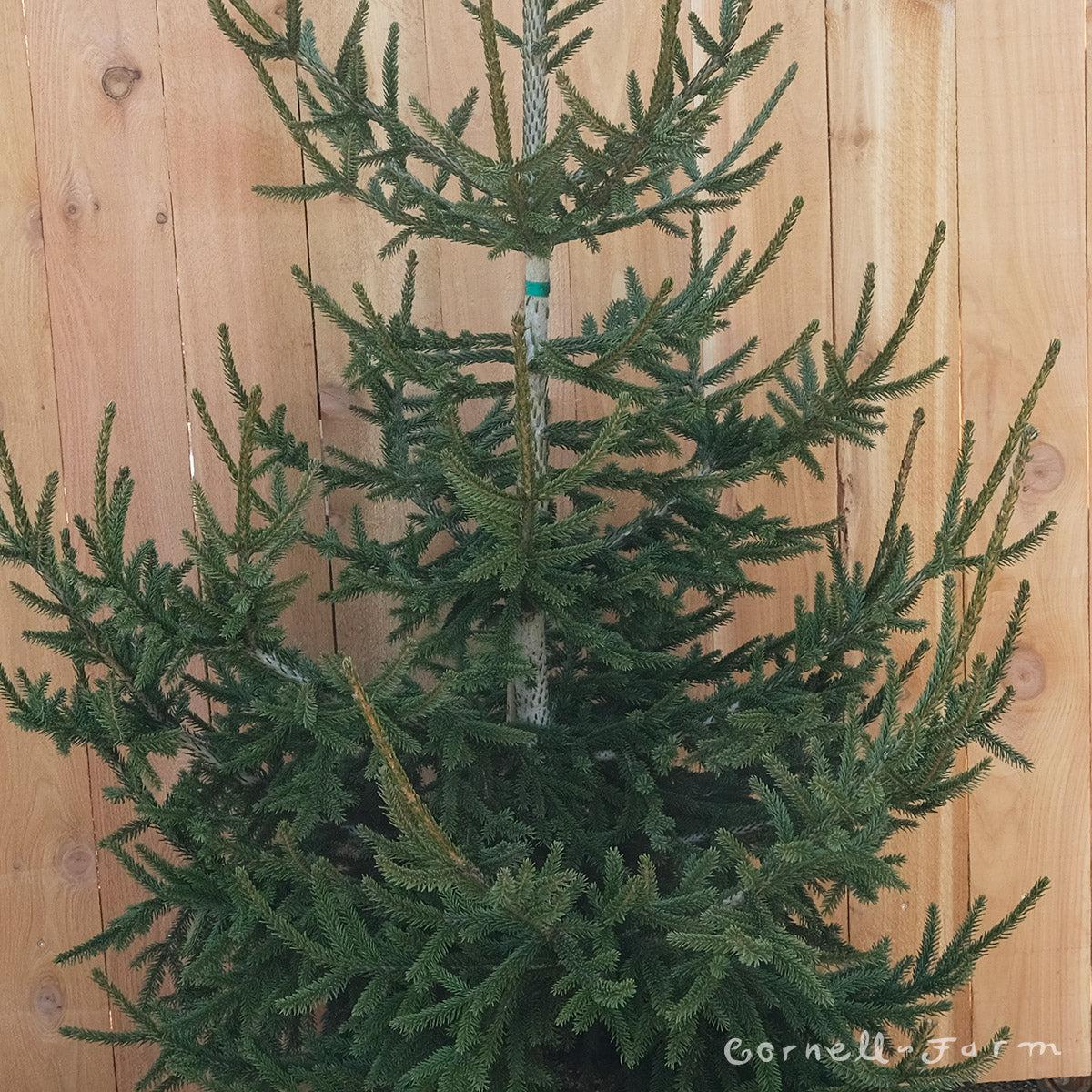Picea Orientalis Gowdy - View 8 from www redcrocus com