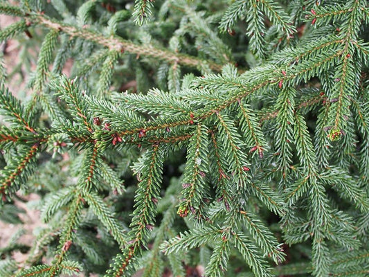 Picea Orientalis Gowdy - View 12 from www redcrocus com