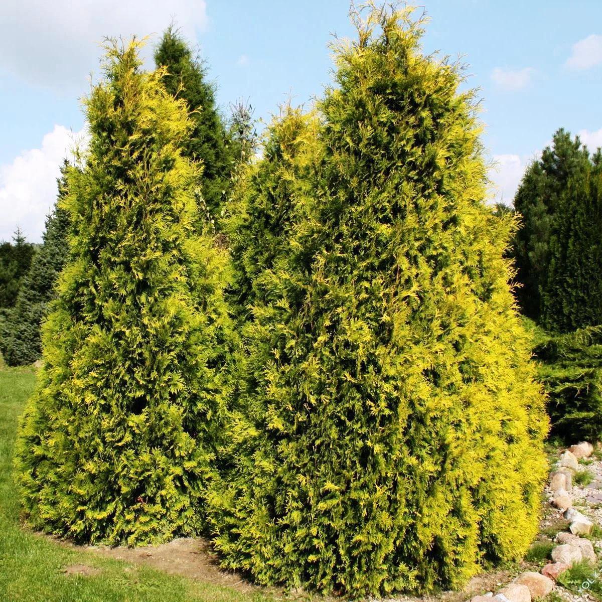 Thuja Occidentalis Yellow Ribbon - View 19 from www redcrocus com