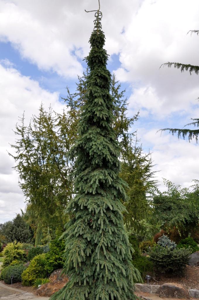Picea Glauca Pendula - View 10 from www redcrocus com