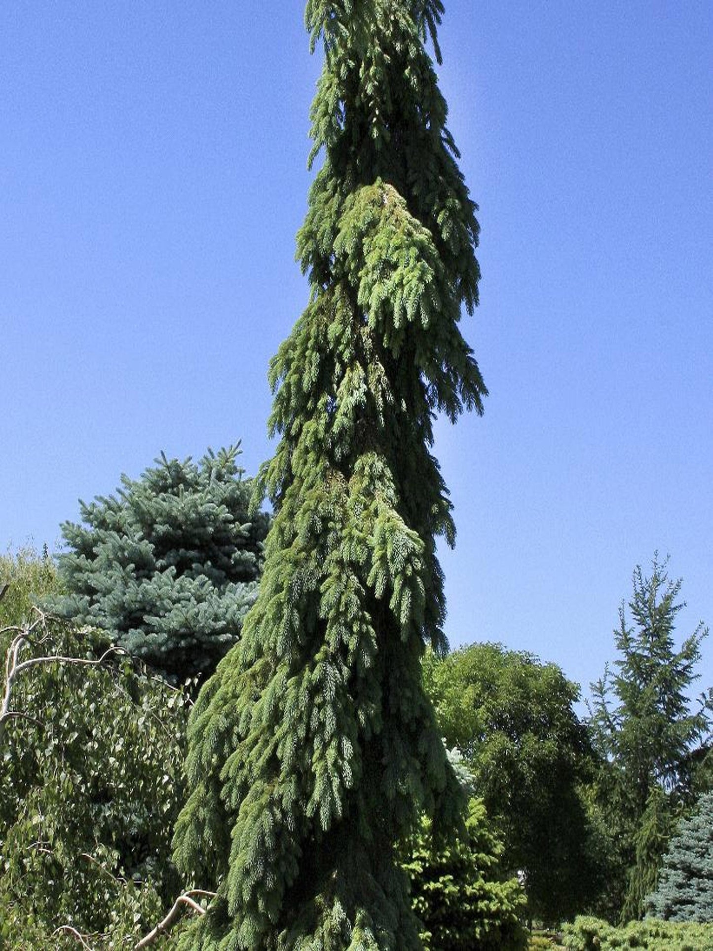 Picea Glauca Pendula - View 12 from www redcrocus com