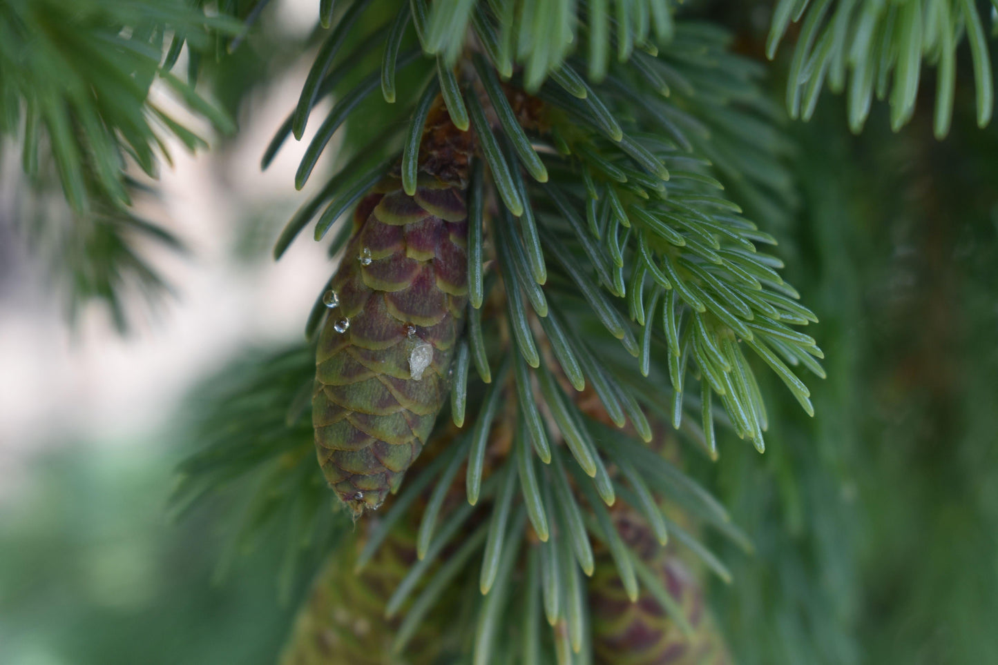 Picea Glauca Pendula - View 13 from www redcrocus com