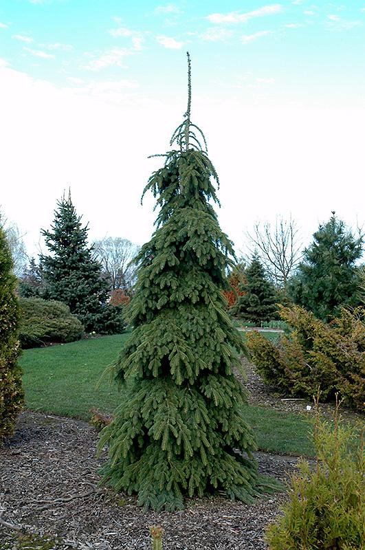 Picea Glauca Pendula - View 14 from www redcrocus com