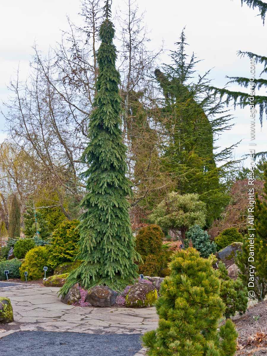 Picea Glauca Pendula - View 18 from www redcrocus com