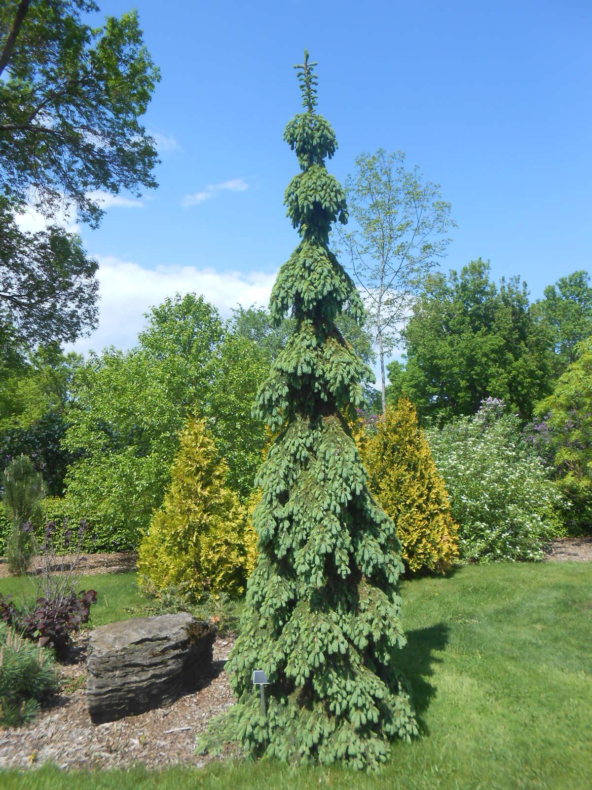 Picea Glauca Pendula - View 1 from www redcrocus com