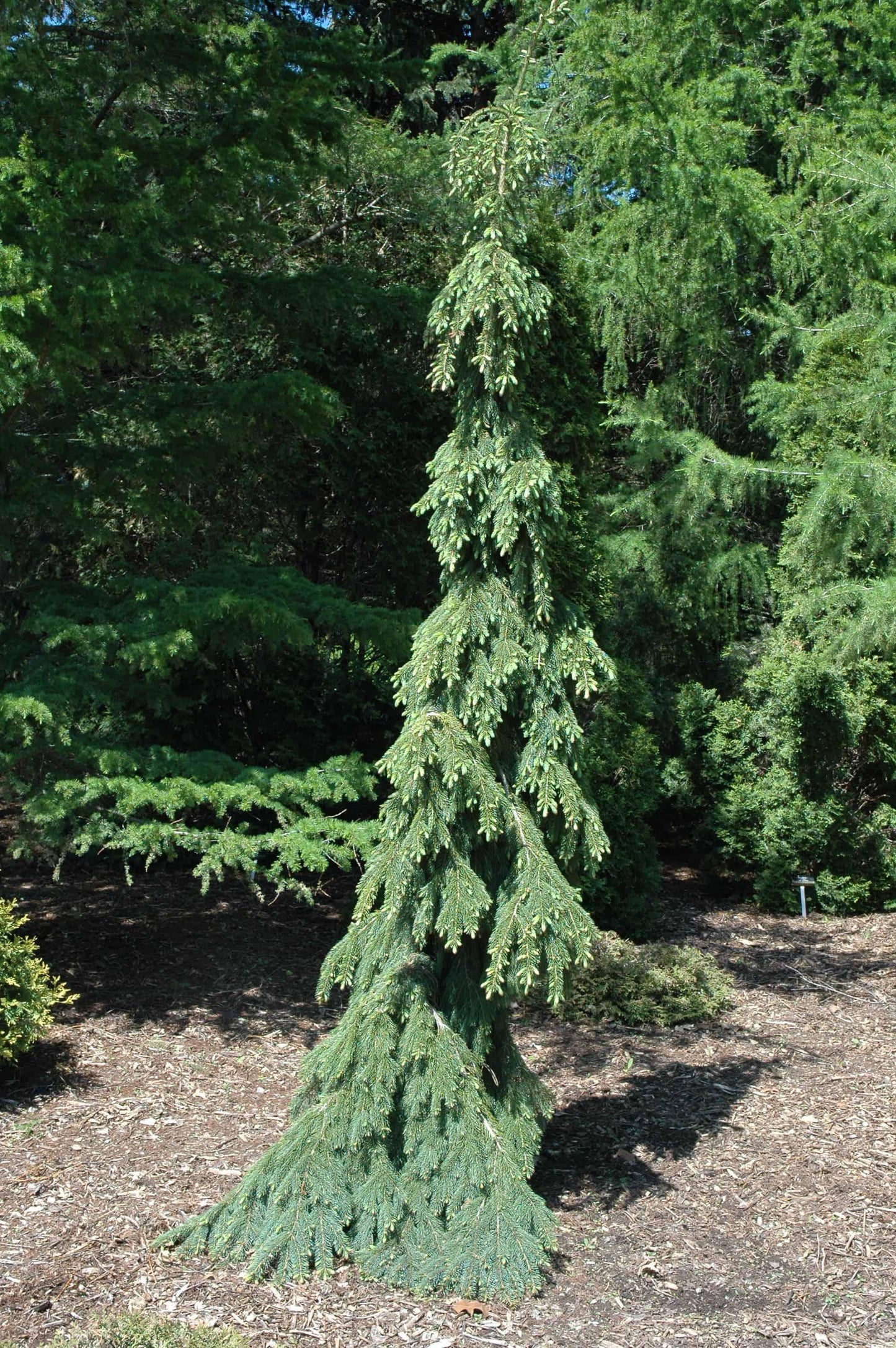 Picea Glauca Pendula - View 5 from www redcrocus com