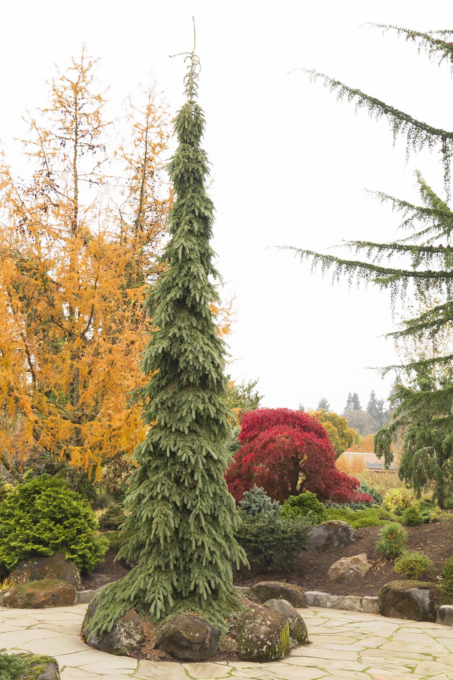 Picea Glauca Pendula - View 6 from www redcrocus com