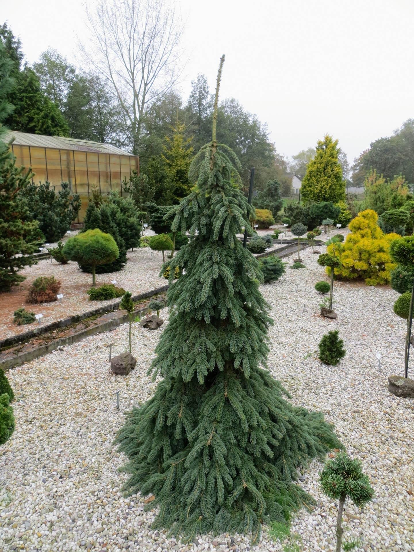 Picea Glauca Pendula - View 9 from www redcrocus com