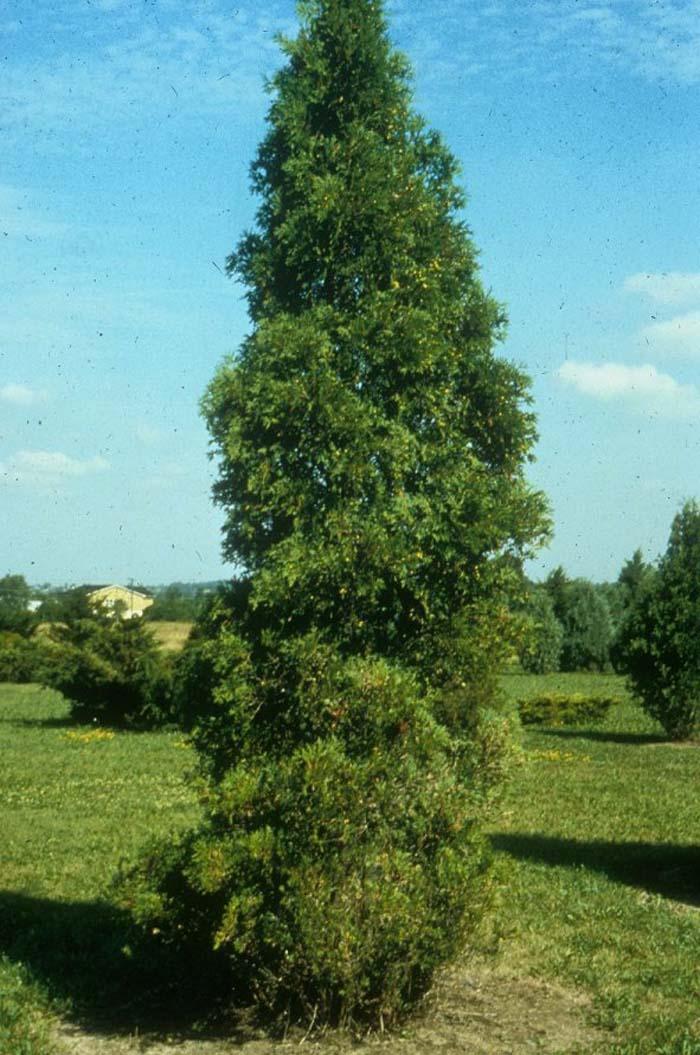 Thuja Occidentalis Wintergreen - View 10 from www redcrocus com