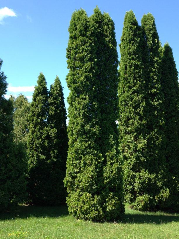 Thuja Occidentalis Wintergreen - View 11 from www redcrocus com