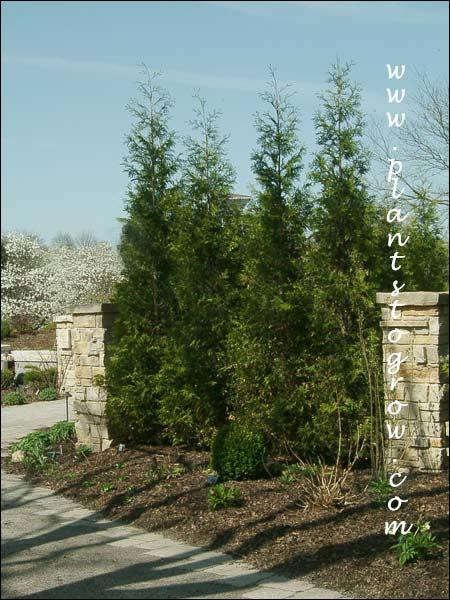 Thuja Occidentalis Wintergreen - View 13 from www redcrocus com