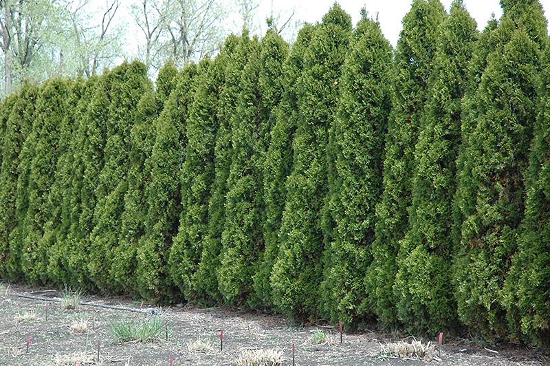 Thuja Occidentalis Wintergreen - View 2 from www redcrocus com