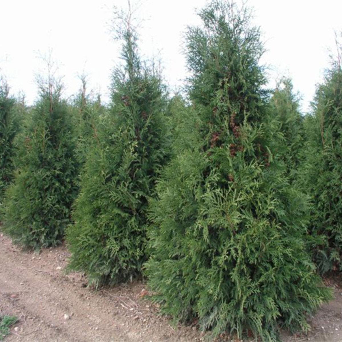 Thuja Occidentalis Wintergreen - View 3 from www redcrocus com