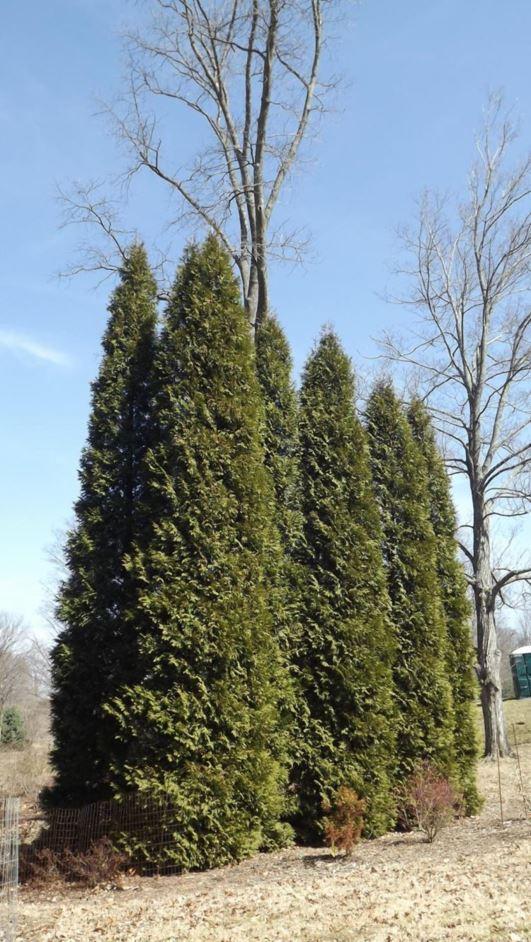 Thuja Occidentalis Wintergreen - View 4 from www redcrocus com