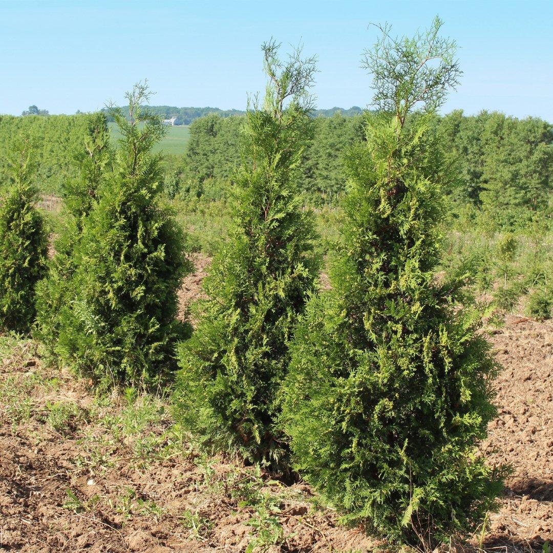 Thuja Occidentalis Wintergreen - View 5 from www redcrocus com