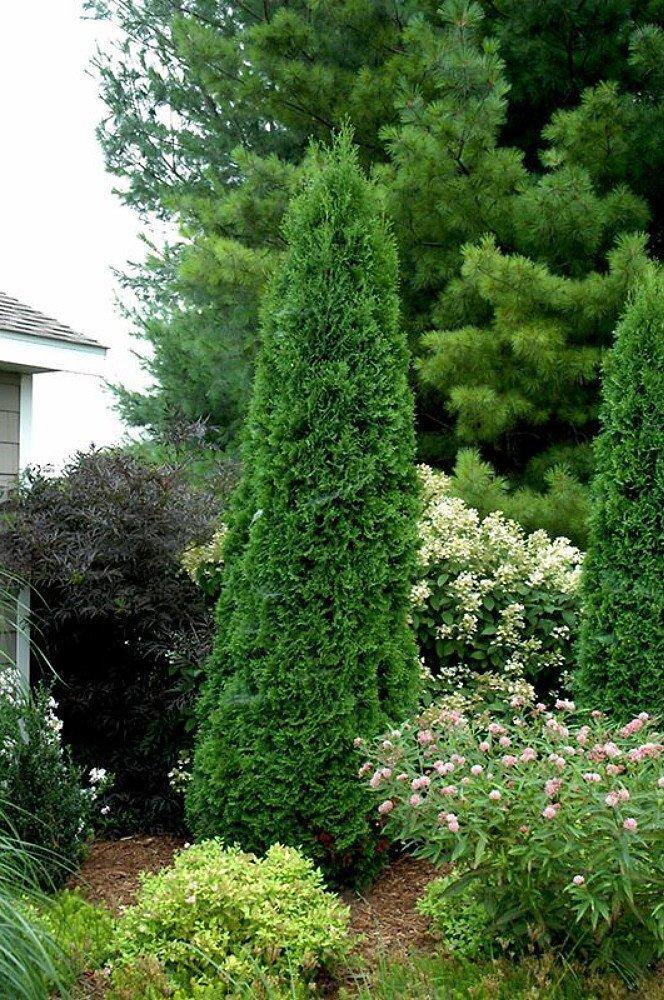 Thuja Occidentalis Wintergreen - View 6 from www redcrocus com