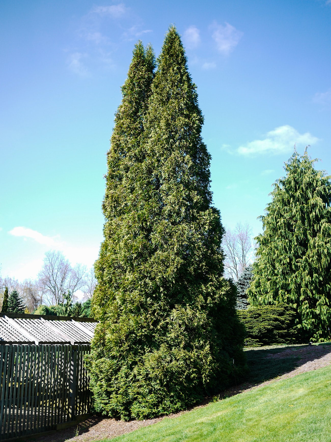 Thuja Occidentalis Wintergreen - View 6 from www redcrocus com