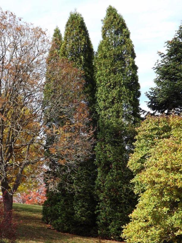 Thuja Occidentalis Wintergreen - View 8 from www redcrocus com