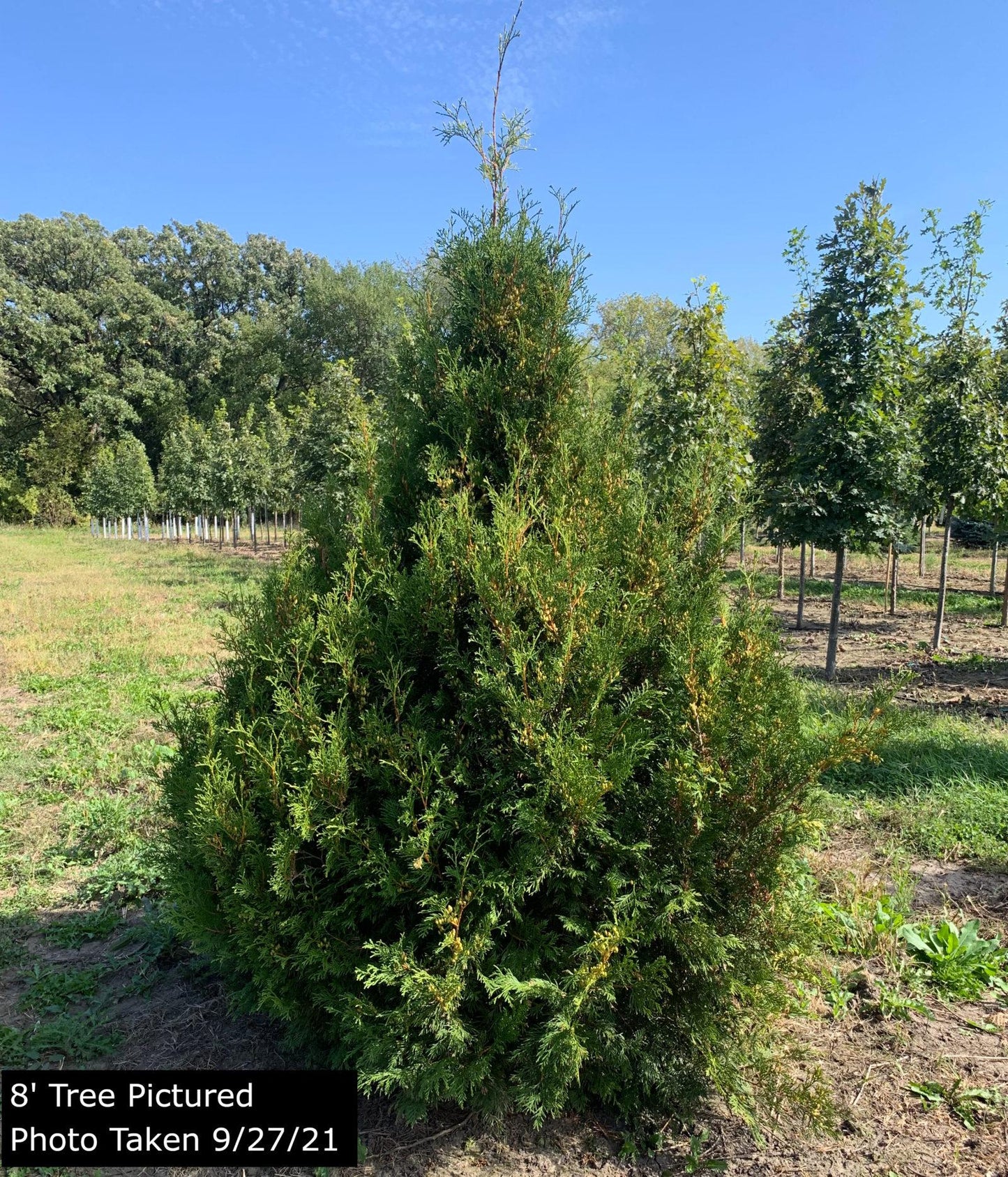 Thuja Occidentalis Wintergreen - View 9 from www redcrocus com